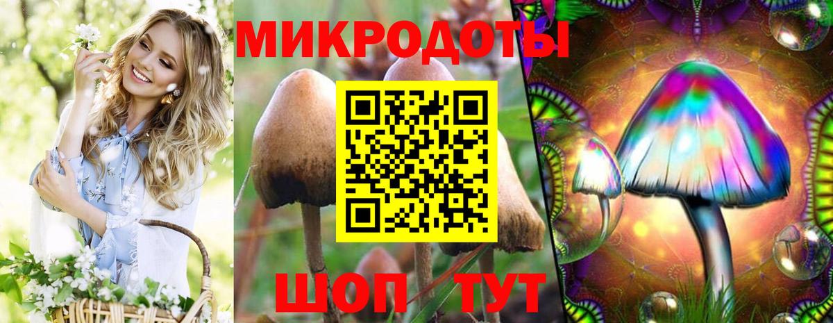 Псилоцибиновые грибы Psilocybe Тихвин